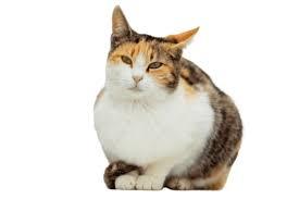 Cat Shop In Lucknow - LaPet India